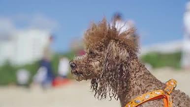 三亚大海沙滩可爱小狗视频的预览图